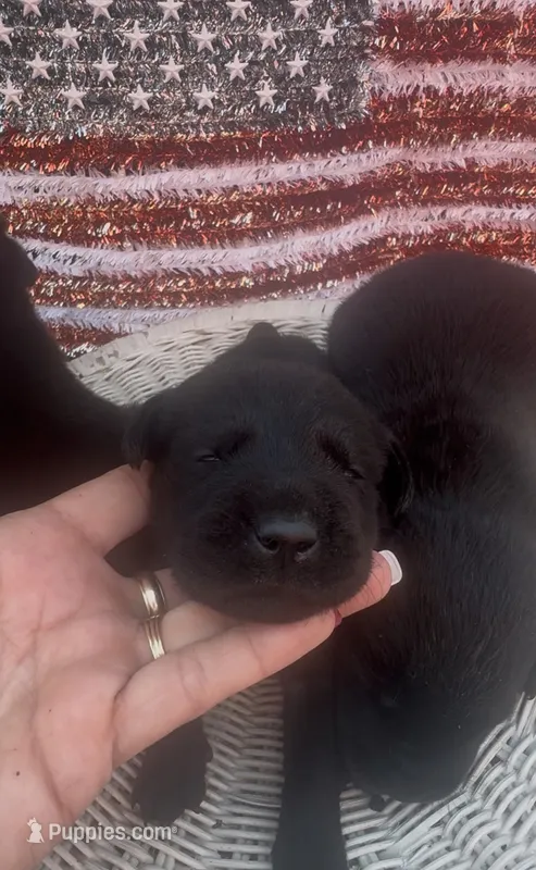Paul – Labrador Retriever puppy for sale in Springfield, MO
