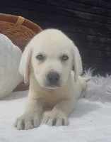 Presley, a female Labrador Retriever for sale in Springfield, MO – 5 of 10