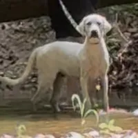 Chester ACA Registration , a male Labrador Retriever for sale in Springfield, MO – Photo 3 of 4