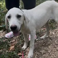 Chester ACA Registration , a male Labrador Retriever for sale in Springfield, MO – Photo 1 of 4