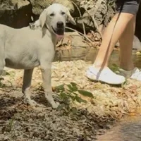Chester ACA Registration , a male Labrador Retriever for sale in Springfield, MO – Photo 4 of 4
