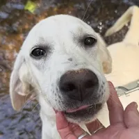 Chester ACA Registration , a male Labrador Retriever for sale in Springfield, MO – Photo 2 of 4