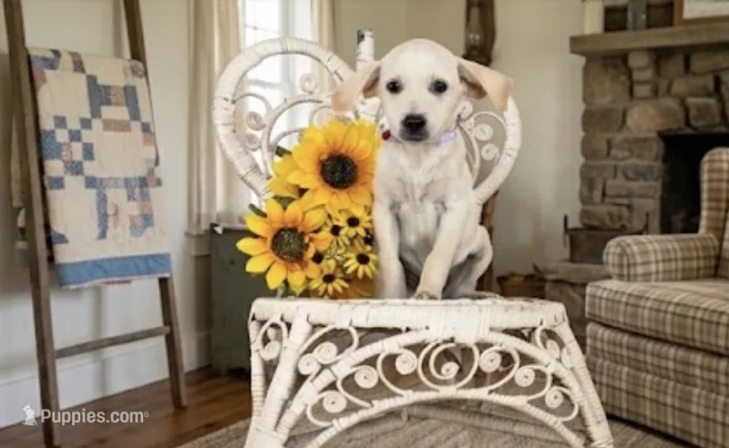 Natasha – Labrador Retriever puppy for sale in Springfield, MO