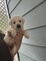 Max, a male Labrador Retriever for sale in Springfield, MO – Photo 5 of 5