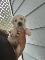 Max, a male Labrador Retriever for sale in Springfield, MO – Photo 2 of 5