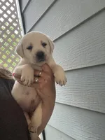 Max, a male Labrador Retriever for sale in Springfield, MO – Photo 3 of 5
