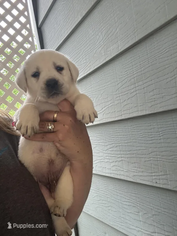 Max – Labrador Retriever puppy for sale in Springfield, MO