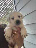 Max, a male Labrador Retriever for sale in Springfield, MO – Photo 4 of 5