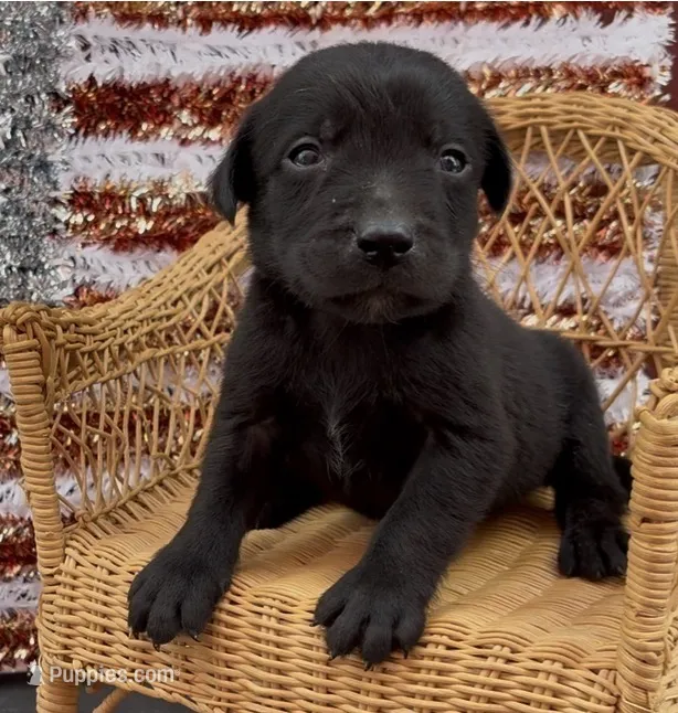Jack – Labrador Retriever puppy for sale in Springfield, MO