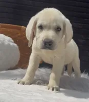 Sissy, a female Labrador Retriever for sale in Springfield, MO – 4 of 8