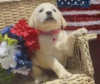 Baby, a female Labrador Retriever for sale in Springfield, MO – 10 of 10