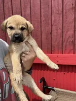 Sally, a female Labrador Retriever and Mastador for sale in Springfield, MO – Photo 7 of 8