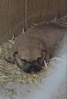 Sally, a female Labrador Retriever and Mastador for sale in Springfield, MO – Photo 3 of 8