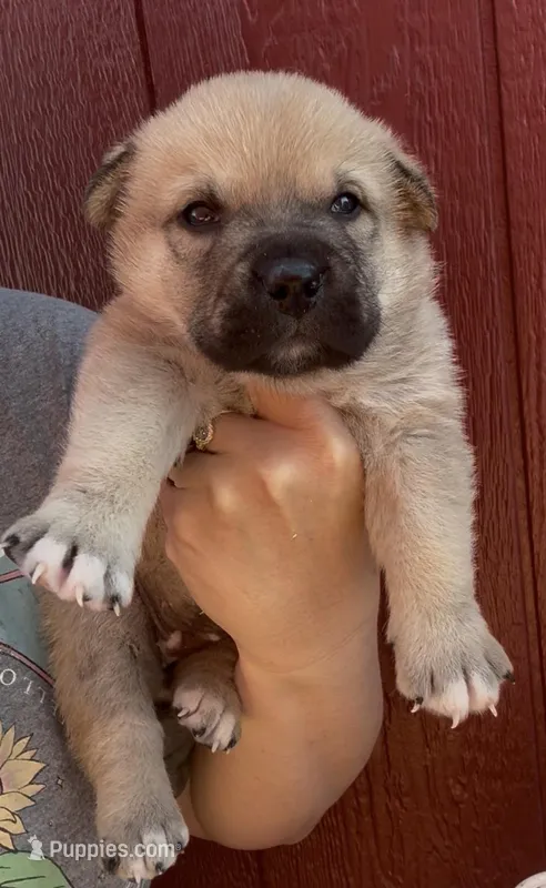 Sally – Mastador puppy for sale in Springfield, MO