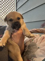 Sally, a female Labrador Retriever and Mastador for sale in Springfield, MO – Photo 6 of 8