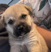 Sally, a female Labrador Retriever and Mastador for sale in Springfield, MO – Photo 1 of 8