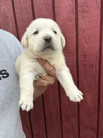 Bud, a male Labrador Retriever for sale in Springfield, MO – 2 of 6