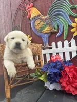 Baby, a female Labrador Retriever for sale in Springfield, MO – 5 of 9
