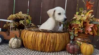 Sunny , a female Labrador Retriever for sale in Springfield, MO – 5 of 8