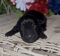 Sheriff , a male Labrador Retriever for sale in Springfield, MO – 4 of 4