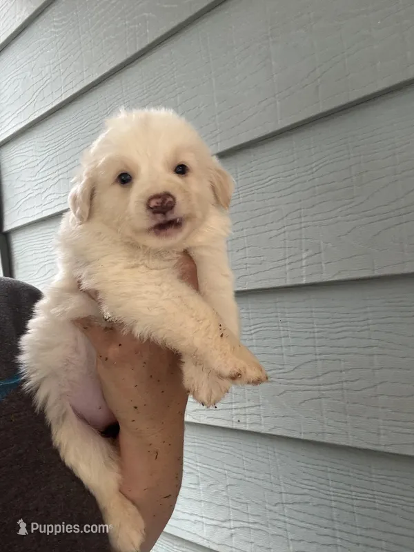 Fancy  – Australian Cattle Dog, Great Pyrenees puppy for sale in Springfield, MO