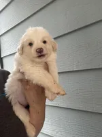 Fancy , a female Australian Cattle Dog and Great Pyrenees for sale in Springfield, MO – Photo 1 of 2