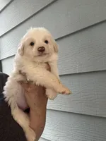 Fancy , a female Australian Cattle Dog and Great Pyrenees for sale in Springfield, MO – Photo 2 of 2