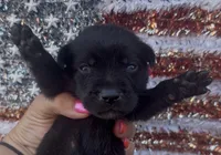 Jack, a male Labrador Retriever for sale in Springfield, MO – 9 of 9