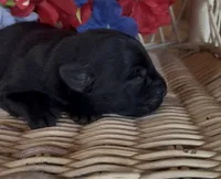 Millie, a female Labrador Retriever for sale in Springfield, MO – 2 of 3