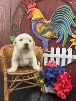 Mack , a male Labrador Retriever for sale in Springfield, MO – 3 of 5