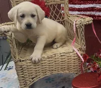 Maggie, a female Labrador Retriever for sale in Springfield, MO – 7 of 10