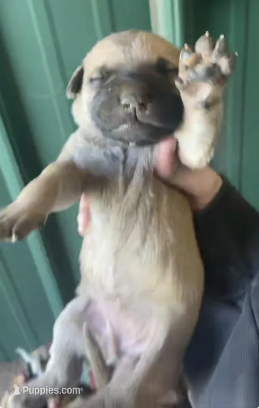 Jack, a male Labrador Retriever and Mastador for sale in Springfield, MO – Photo 1 of 1