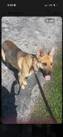 Cipher , a male German Shepherd Dog for sale in Springfield, MO – 2 of 2