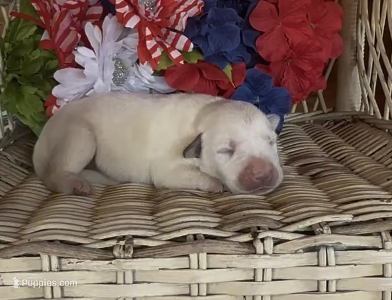 Ginger – Labrador Retriever puppy for sale in Springfield, MO