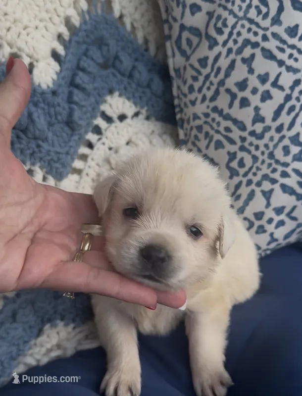Buddy  – Labrador Retriever puppy for sale in Springfield, MO