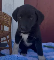 Greta , a female Labrador Retriever and English Mastiff for sale in Springfield, MO – 2 of 10