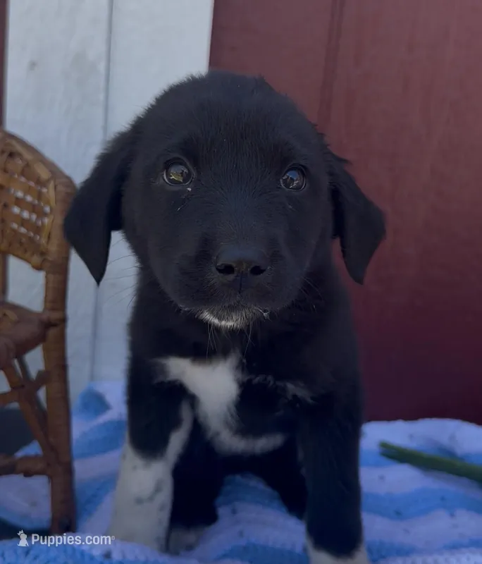 Greta  – Labrador Retriever, English Mastiff puppy for sale in Springfield, MO
