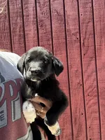 Greta , a female Labrador Retriever and English Mastiff for sale in Springfield, MO – 4 of 10