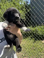 Greta , a female Labrador Retriever and English Mastiff for sale in Springfield, MO – 10 of 10