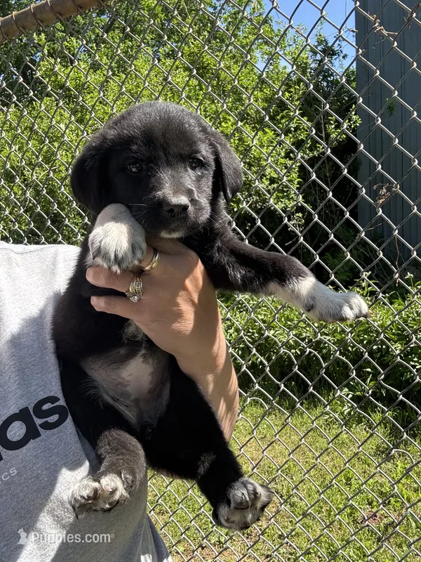 Greta  – Labrador Retriever, English Mastiff puppy for sale in Springfield, MO