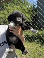 Greta , a female Labrador Retriever and English Mastiff for sale in Springfield, MO – 5 of 10