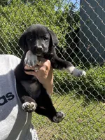 Greta , a female Labrador Retriever and English Mastiff for sale in Springfield, MO – 7 of 10