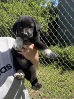 Greta , a female Labrador Retriever and English Mastiff for sale in Springfield, MO – 8 of 10
