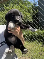 Greta , a female Labrador Retriever and English Mastiff for sale in Springfield, MO – 9 of 10