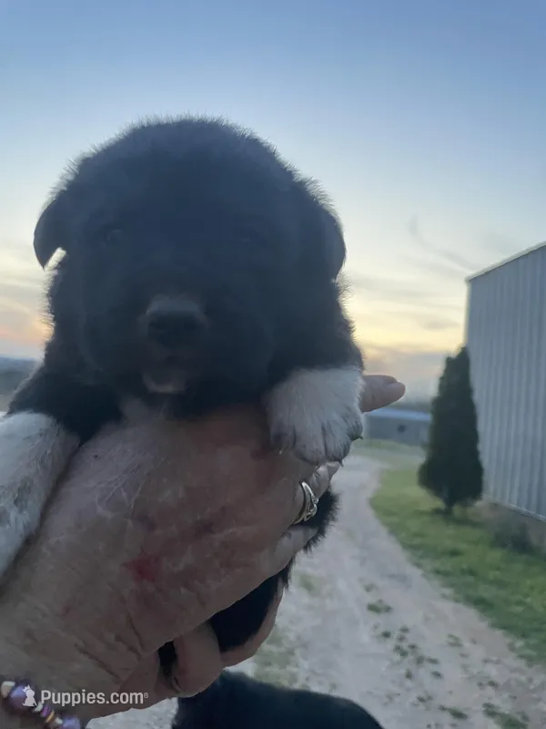 Greta  – Labrador Retriever, English Mastiff puppy for sale in Springfield, MO
