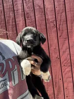 Greta , a female Labrador Retriever and English Mastiff for sale in Springfield, MO – 3 of 10