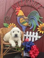 Gorge , a male Labrador Retriever for sale in Springfield, MO – 6 of 8