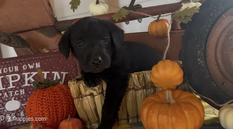 Nugget – Labrador Retriever puppy for sale in Springfield, MO