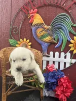 Bud, a male Labrador Retriever for sale in Springfield, MO – 3 of 6