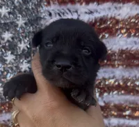 Jack, a male Labrador Retriever for sale in Springfield, MO – 1 of 9